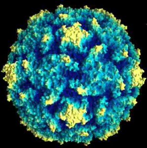 Foto "virus" polio